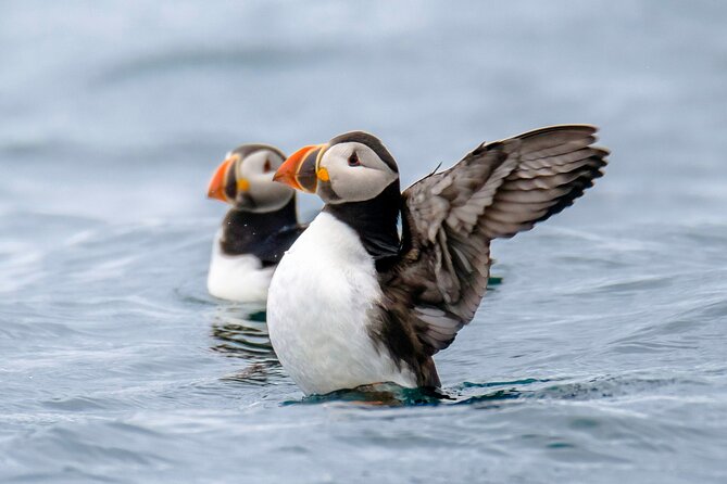 Puffin Watching Speedboat Express - What you’ll do at the puffin islands (and what to watch for)