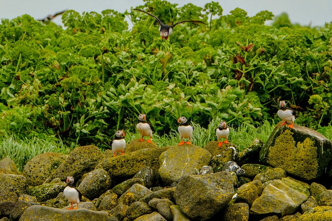 Puffin Watching Speedboat Express - Timing in Reykjavik: a 12:00 pm tour that keeps your day open