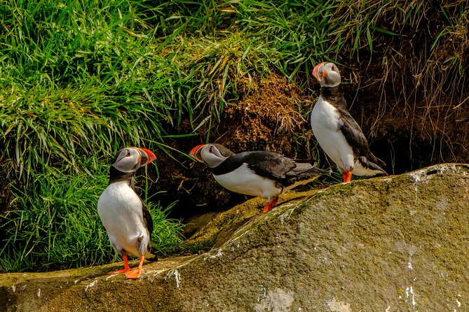 Puffin Watching Speedboat Express - Price and value: is $76 worth it for puffins and a RIB ride?