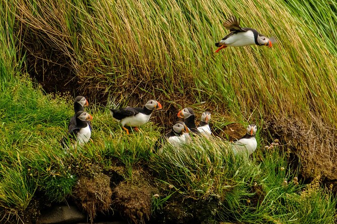 Puffin Watching Speedboat Express - Practical tips to make your puffin outing smoother
