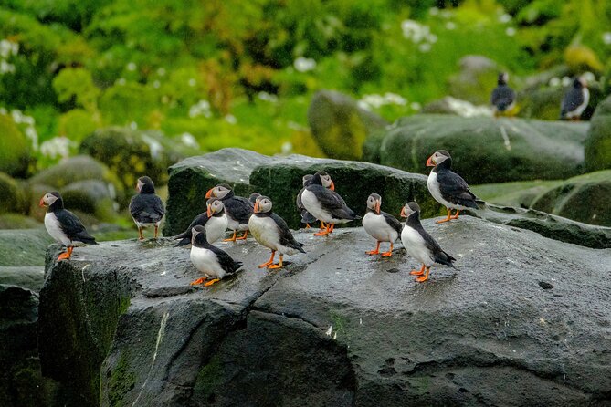 Puffin Watching Speedboat Express - Cold-weather comfort: why the provided gear is a big deal