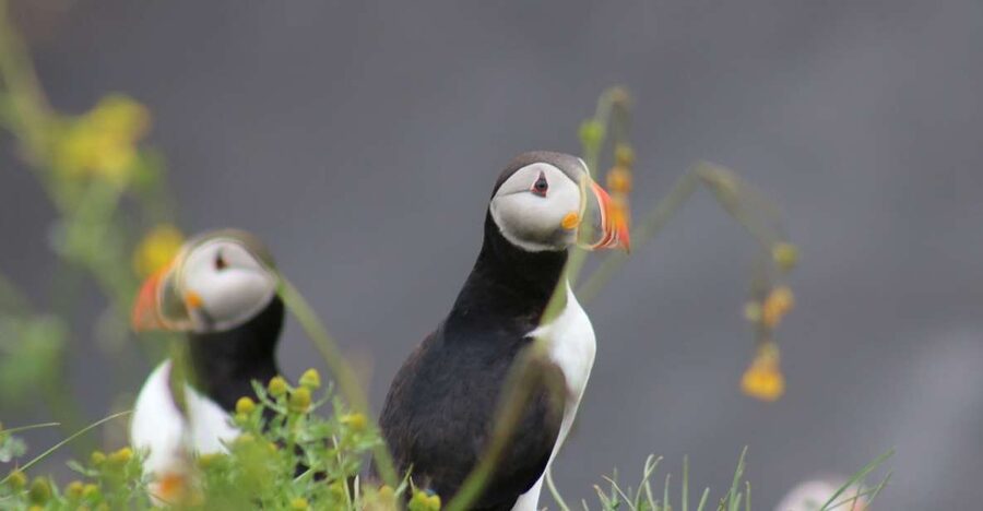 Reykjavik: 1-Hour Puffin Watching Tour - Key points that make this Reykjavik puffin tour worth your time