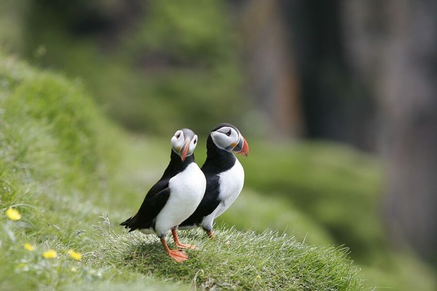 Reykjavik: 1-Hour Puffin Watching Tour - Lundey, Engey, or Akurey, and what you’ll spot around puffin burrows