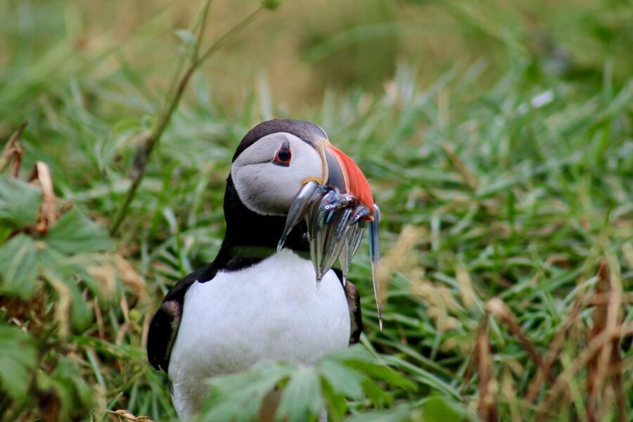 Reykjavik: 1-Hour Puffin Watching Tour - On-board comfort: warm gear, binoculars, and keeping your camera-ready