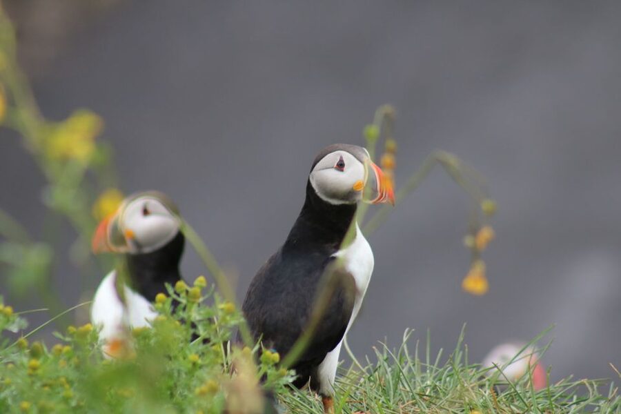 Reykjavik: 1-Hour Puffin Watching Tour - The cruise rhythm, and why tide and weather steer the whole outing