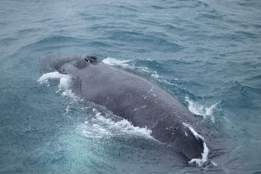 Reykjavik: Best Value Whale Watching Boat Tour - Key highlights before you go