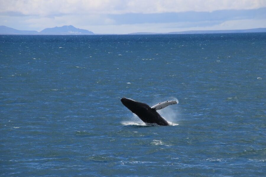 Reykjavik: Best Value Whale Watching Boat Tour - Booking tips that help you get the most from the day