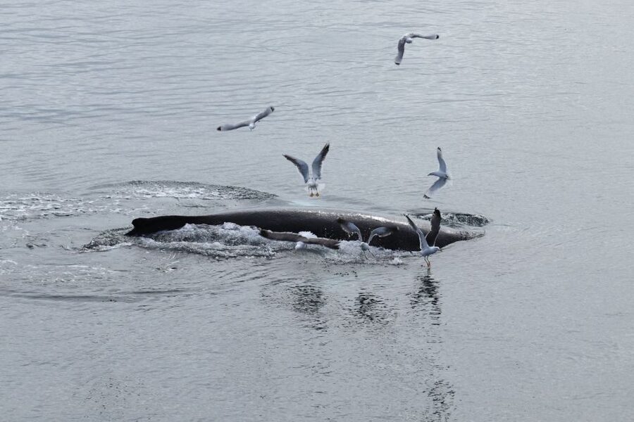 Reykjavik: Best Value Whale Watching Boat Tour - Old Harbour check-in at Geirsgata 11