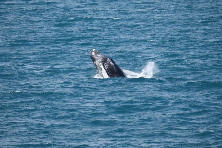 Reykjavik: Best Value Whale Watching Boat Tour - Heated cabins and warm overalls, your real protection plan