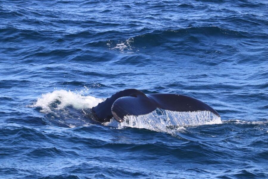 Reykjavik: Best Value Whale Watching Boat Tour - A practical look at what happens during the 3.5 hours