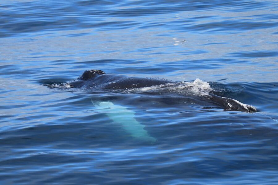 Reykjavik: Best Value Whale Watching Boat Tour - What to expect when the sightings are big, small, or rare