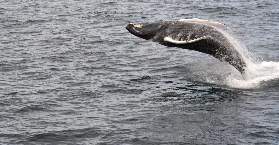 Reykjavik: Best Value Whale Watching Boat Tour - Price and value: what $103 gets you in Iceland