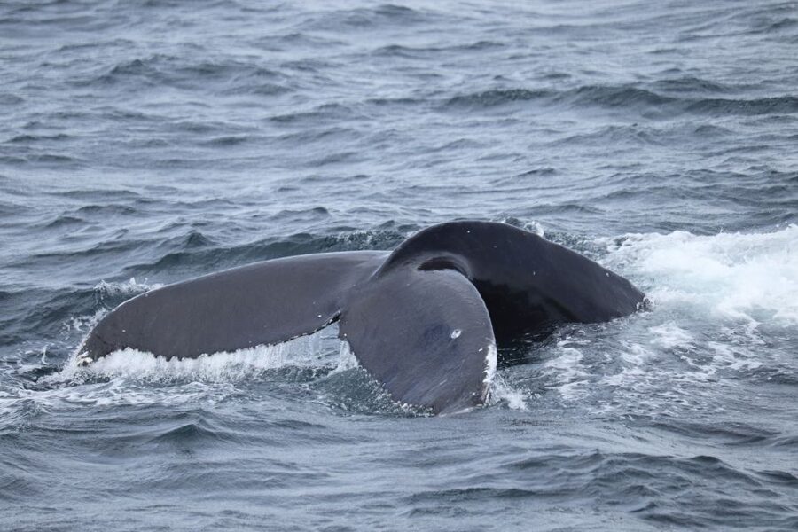 Reykjavik: Best Value Whale Watching Boat Tour - Who this tour fits best (and who should think twice)