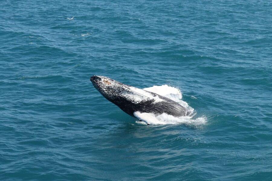 Reykjavik: Best Value Whale Watching Boat Tour - The Faxaflói Bay cruise, where the whales show up
