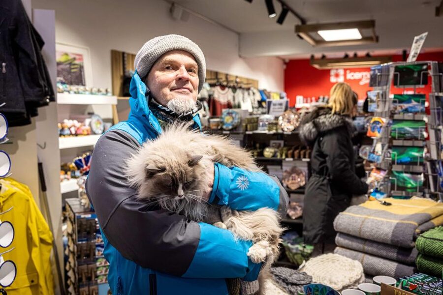 Reykjavik: Feline-Focused City Walking Tour - Ingólfstorg, Gyllti kötturinn, and Cat Stories in Plain Sight