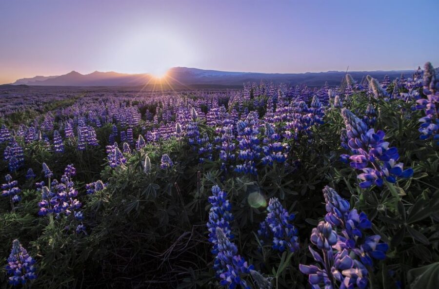Reykjavik: Golden Circle, Tomato Farm and Kerið Crater Tour - Who this tour fits best, and who should look elsewhere