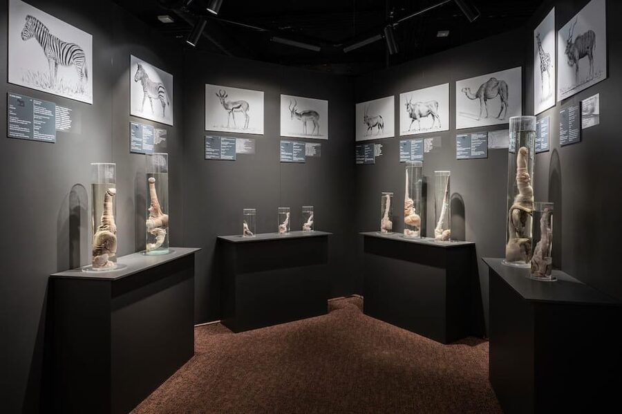 Reykjavik: Icelandic Phallological Museum Entry Ticket - What you’ll see: 300-plus specimens from 120 species