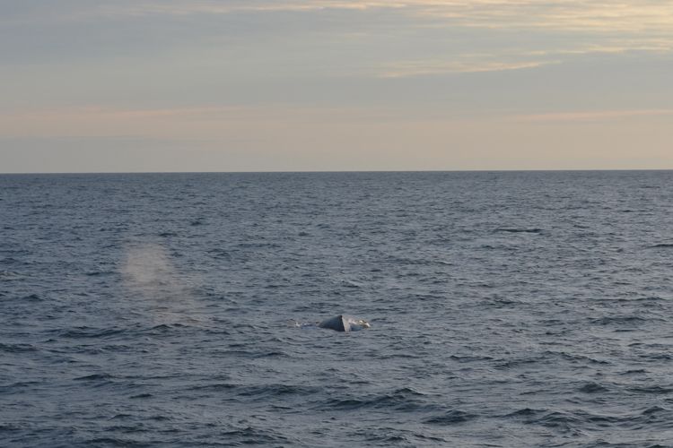 Reykjavik: Midnight Sun Whale Watching Tour - Where the tour starts: Elding ticket office and the Whale Watching Center