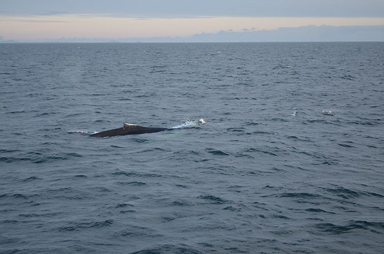 Reykjavik: Midnight Sun Whale Watching Tour - Who this tour fits best