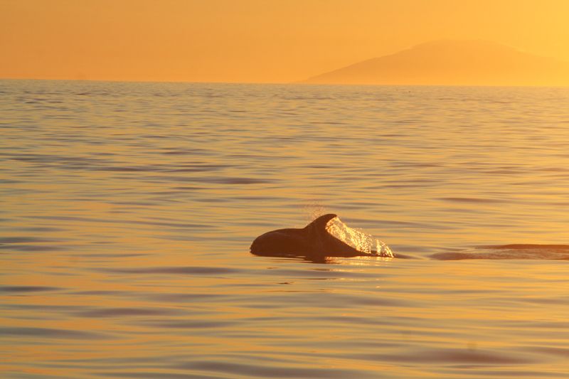 Reykjavik: Midnight Sun Whale Watching Tour - Should you book Reykjavik Midnight Sun Whale Watching?