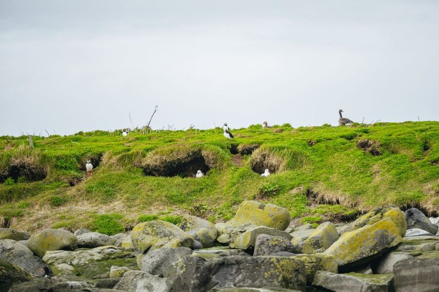 Reykjavik: Puffin Watching Boat Tour - Key Things That Make This Puffin Boat Tour Worth Your Time