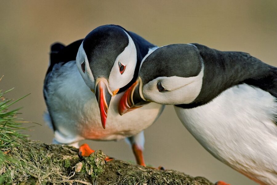 Reykjavik: Puffin Watching Boat Tour - How The 60 Minutes Runs: Old Harbour to Lundey and Akurey