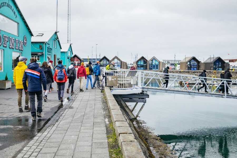 Reykjavik: Puffin Watching Boat Tour - Puffins Plus The Rest of Faxaflói Bay’s Bird Life