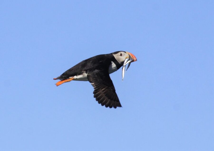 Reykjavik: Puffin Watching Tour - Who This Tour Fits Best (And Who Should Skip)