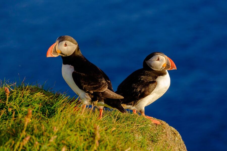Reykjavik: Puffin Watching Tour - Puffin Viewing, Up Close: Islands, Sea Cliffs, and Nesting Season