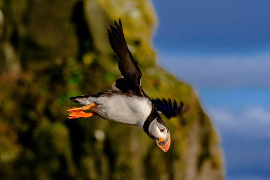 Reykjavik: Puffin Watching Tour - Photography Reality Check, Plus the Photo Bonus