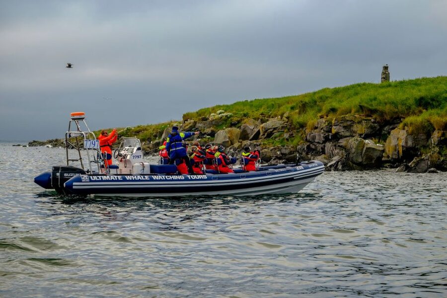 Reykjavik: Puffin Watching Tour - Other Wildlife You Might Spot, When Conditions Line Up