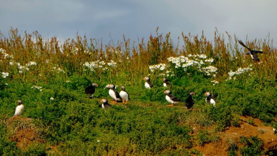 Reykjavik: Puffin Watching Tour - How Much Time You Actually Get