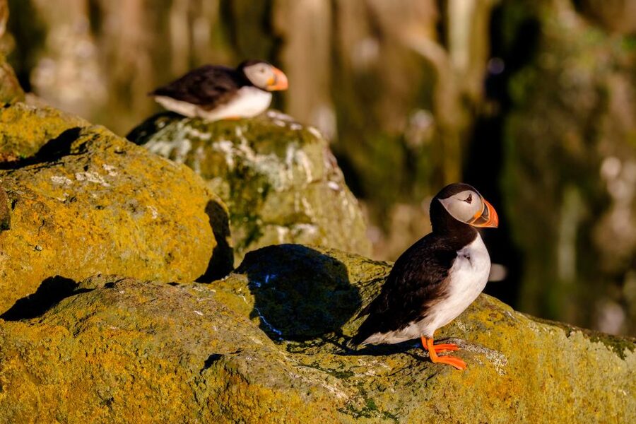 Reykjavik: Puffin Watching Tour - Price and Value: Is $101 Worth It?