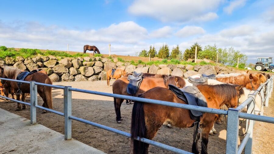Reykjavik: Red Lava Horse Riding Tour - Weather Reality: Dressing for Wind and Wet in Iceland