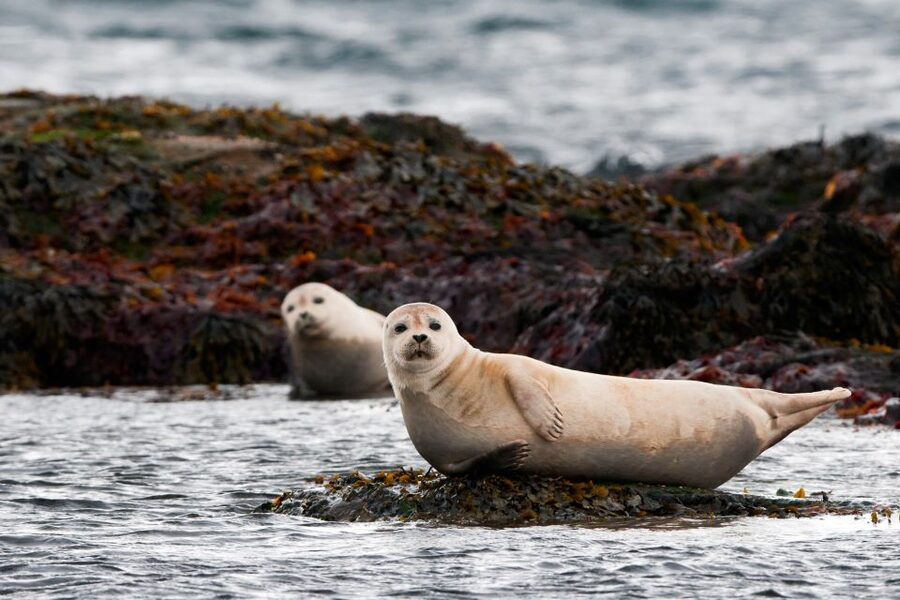 Reykjavik: Small-Group Snæfellsnes Day Trip - Key takeaways before you go