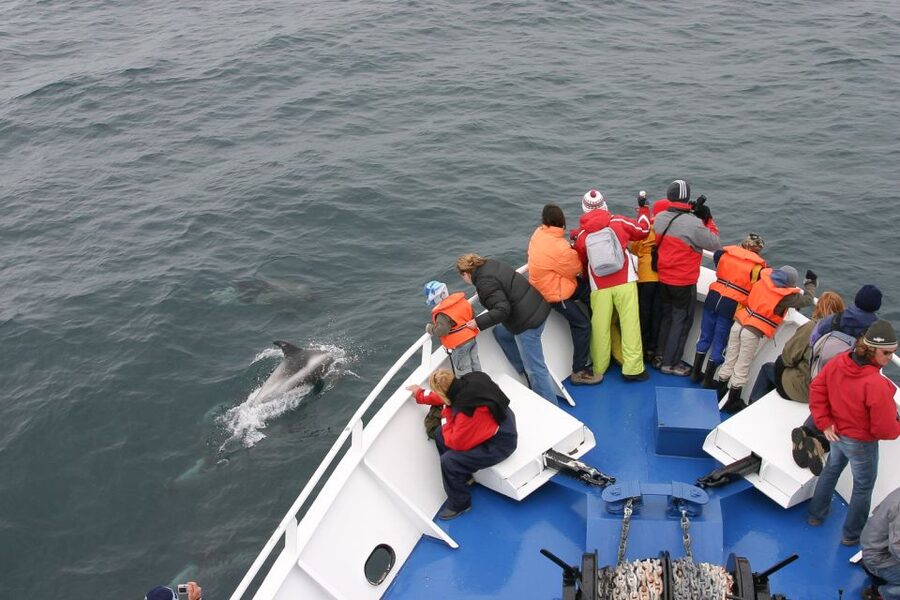 Reykjavik: the Original 3-Hour Whale Watching Tour - Key things I’d plan around