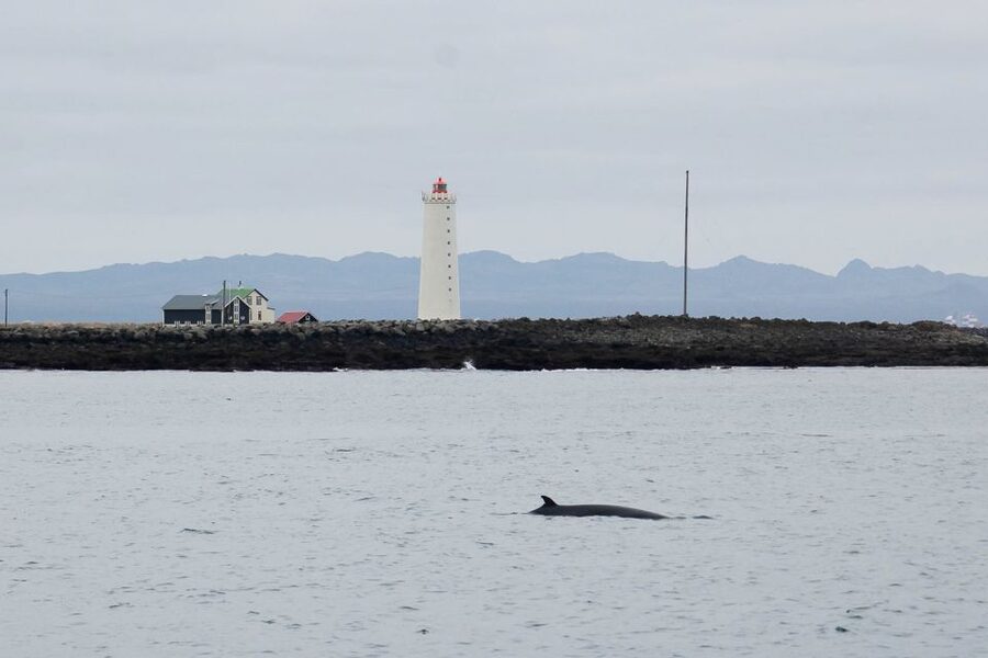 Reykjavik: the Original 3-Hour Whale Watching Tour - Should you book this Reykjavik whale watching cruise?