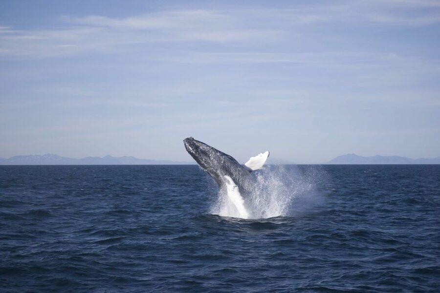 Reykjavik: the Original 3-Hour Whale Watching Tour - Old Harbour check-in, then the Whale Watching Centre warm-up