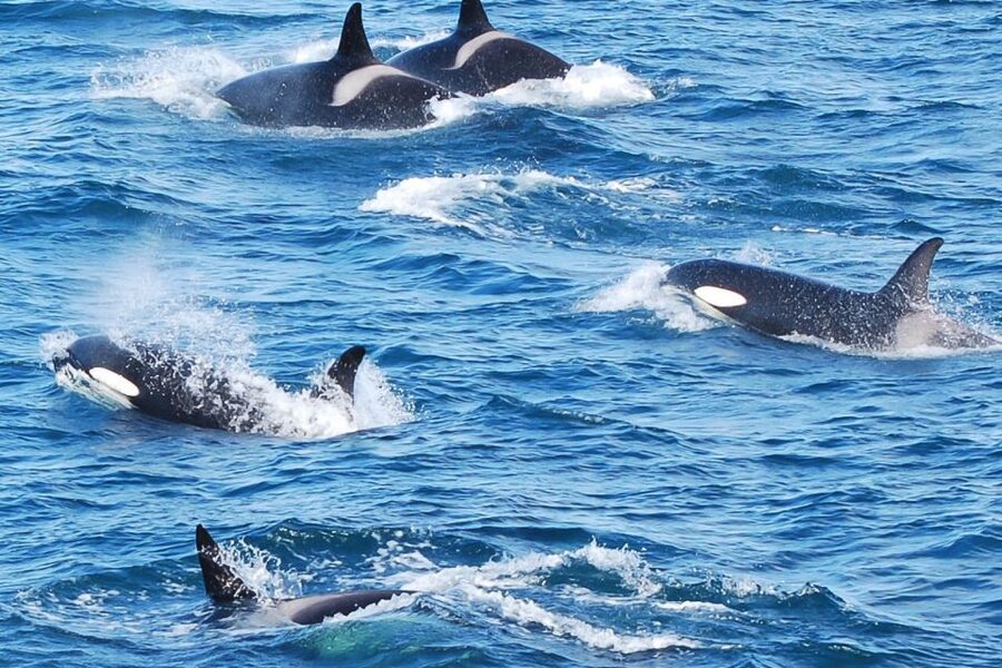 Reykjavik: the Original 3-Hour Whale Watching Tour - Faxaflói Bay cruising: what you’re really looking for