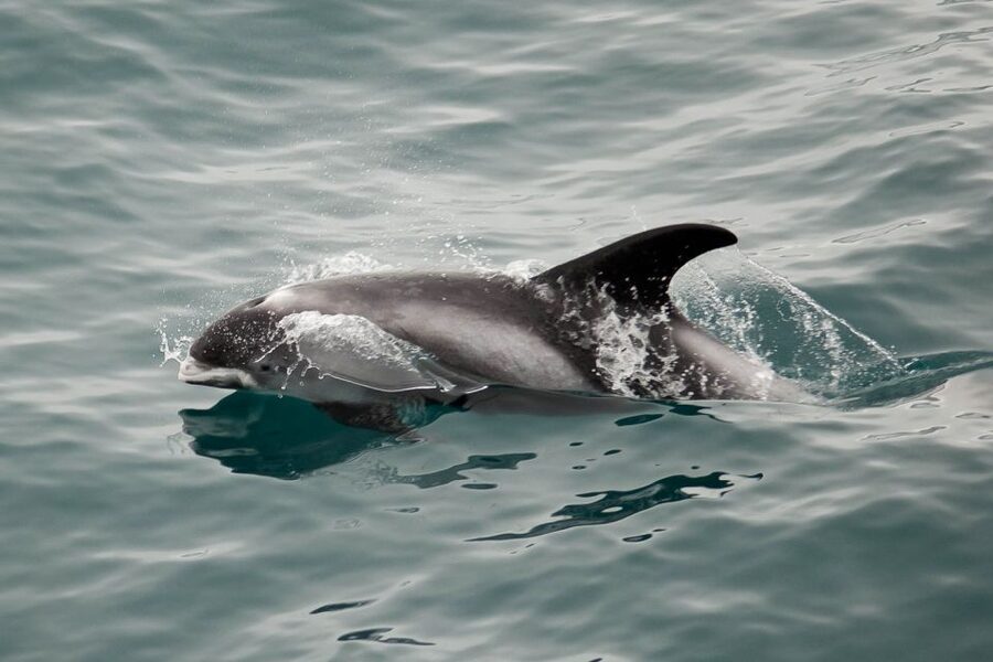Reykjavik: the Original 3-Hour Whale Watching Tour - Live marine biologist guidance and the Whale Diary advantage