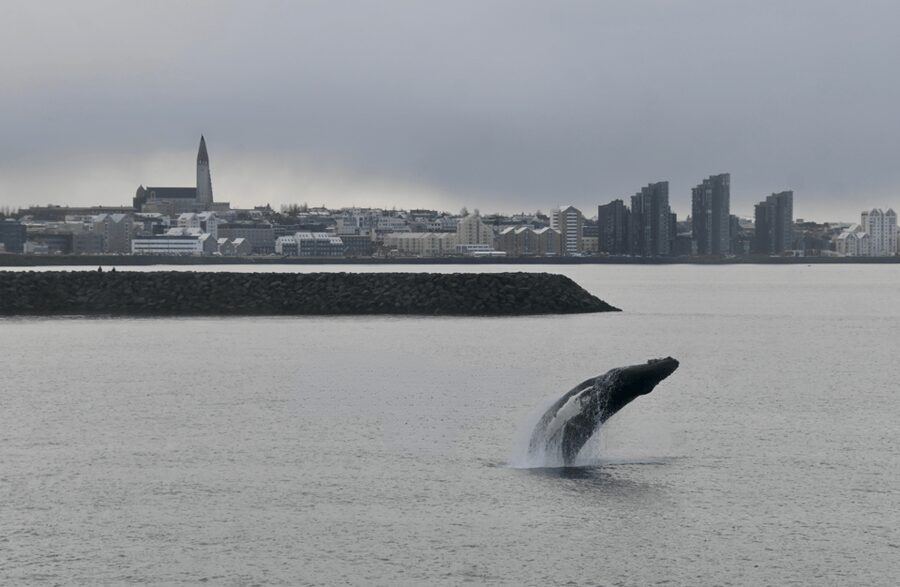 Reykjavik: the Original 3-Hour Whale Watching Tour - Viewing strategy: getting the best sight without freezing your brain