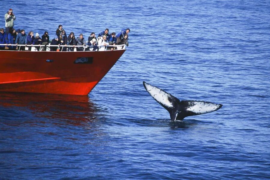 Reykjavik: the Original 3-Hour Whale Watching Tour - Price and value: what you get for $108
