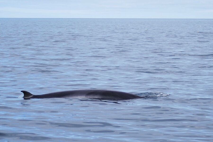 Reykjavik: the Original 3-Hour Whale Watching Tour - Who this tour suits best, and what to consider if you’re picky