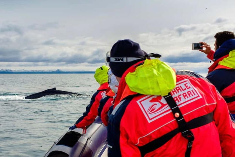 Reykjavik: Whale and Puffin Watching RIB Boat Tour - Old Harbour departure and the RIB feel you should expect