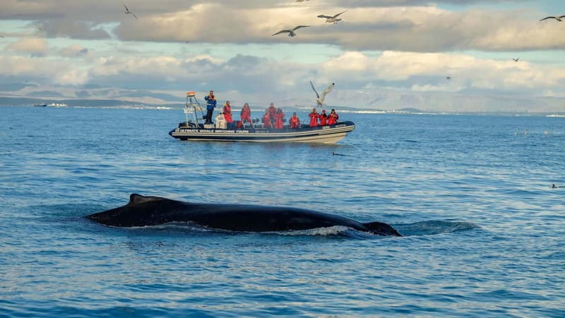 Reykjavik: Whale and Puffin Watching RIB Boat Tour - Puffins in the wild during the April to August window