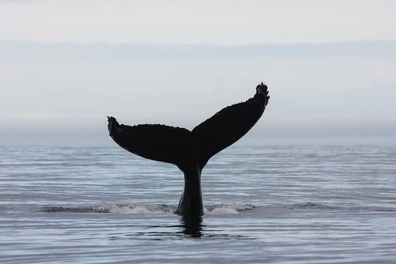 Reykjavik: Whale and Puffin Watching RIB Boat Tour - Your guide makes the difference: marine training and spotting help