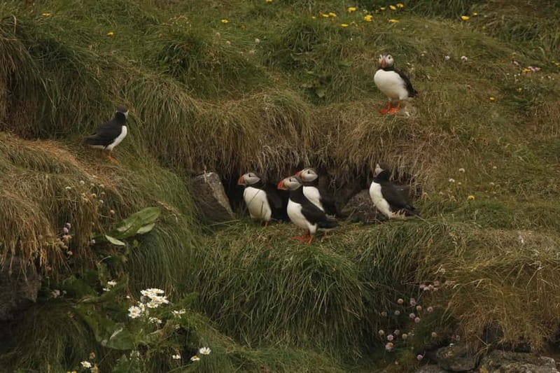 Reykjavik: Whale and Puffin Watching RIB Boat Tour - Gear, wind, and staying warm on a fast open-water ride