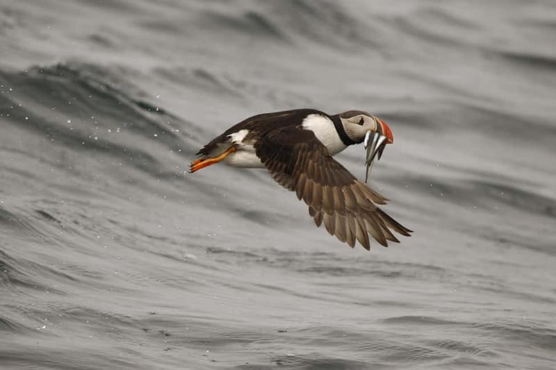 Reykjavik: Whale and Puffin Watching RIB Boat Tour - How the 2-hour timing works, and where you might feel rushed