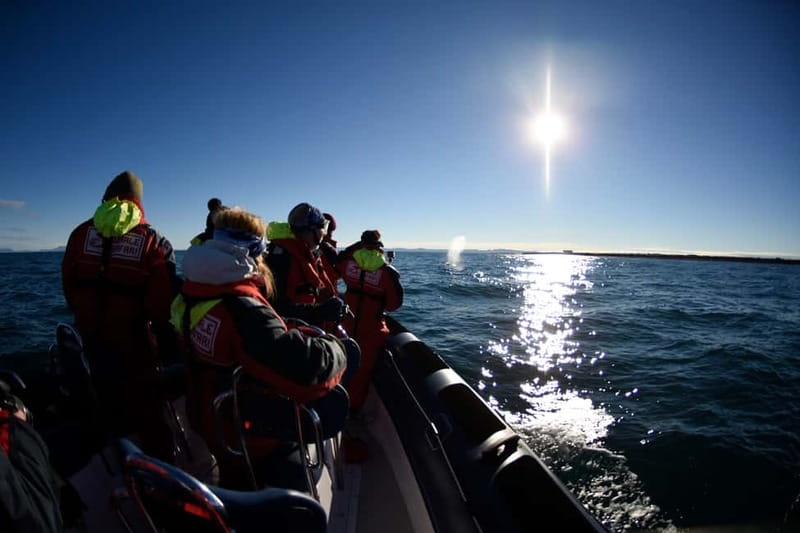 Reykjavik: Whale and Puffin Watching RIB Boat Tour - Price and value: what $191 buys you in Iceland waters
