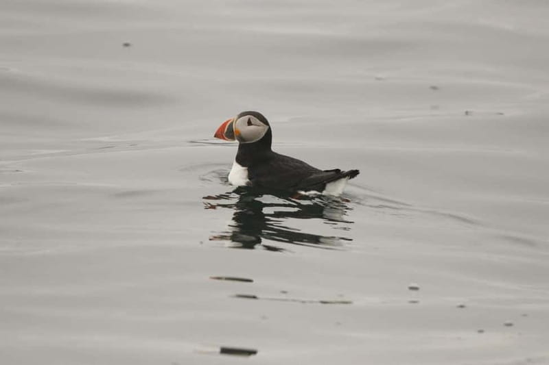 Reykjavik: Whale and Puffin Watching RIB Boat Tour - Who should book this RIB whale and puffin tour, and who shouldn’t